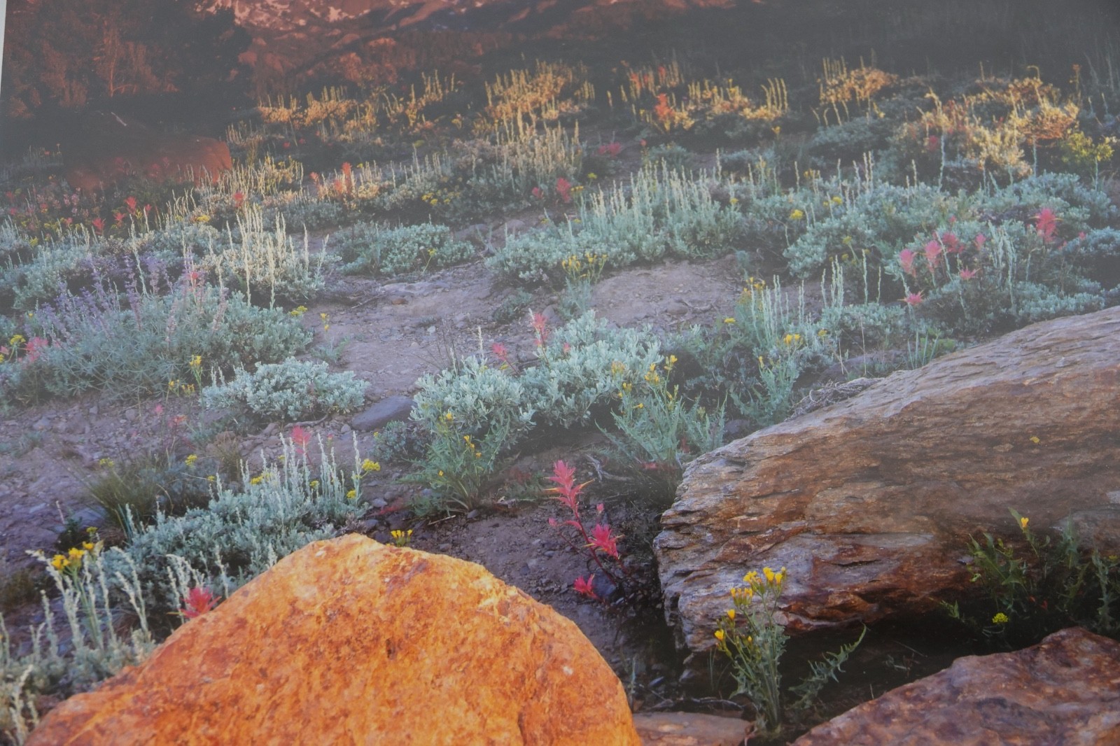 ARTIST VERN CLEVENGER 30/250 INDIAN PAINTBRUSH MOUNT RITTER MINARETS PHOTOGRAPH