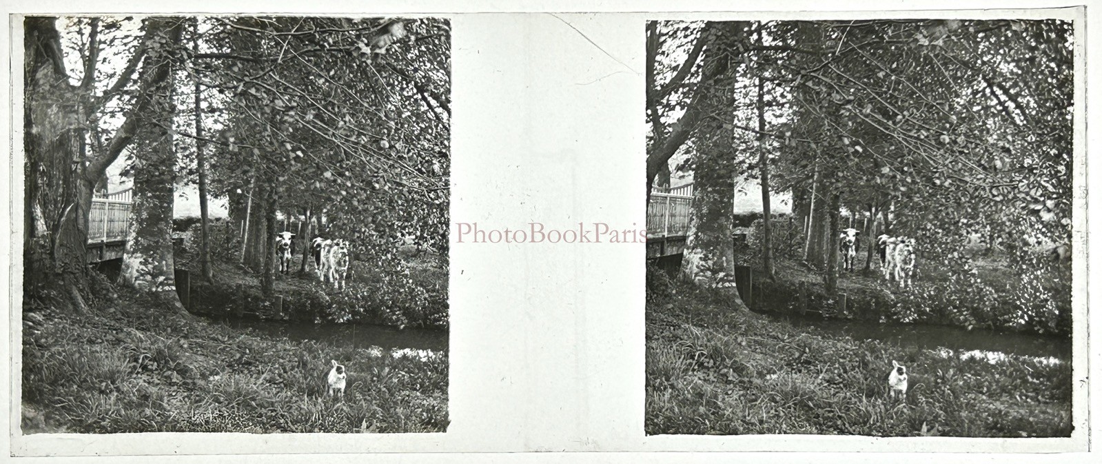 France Cows Prairie Trees Landscape Photo Plate De Verre Vintage §fn12