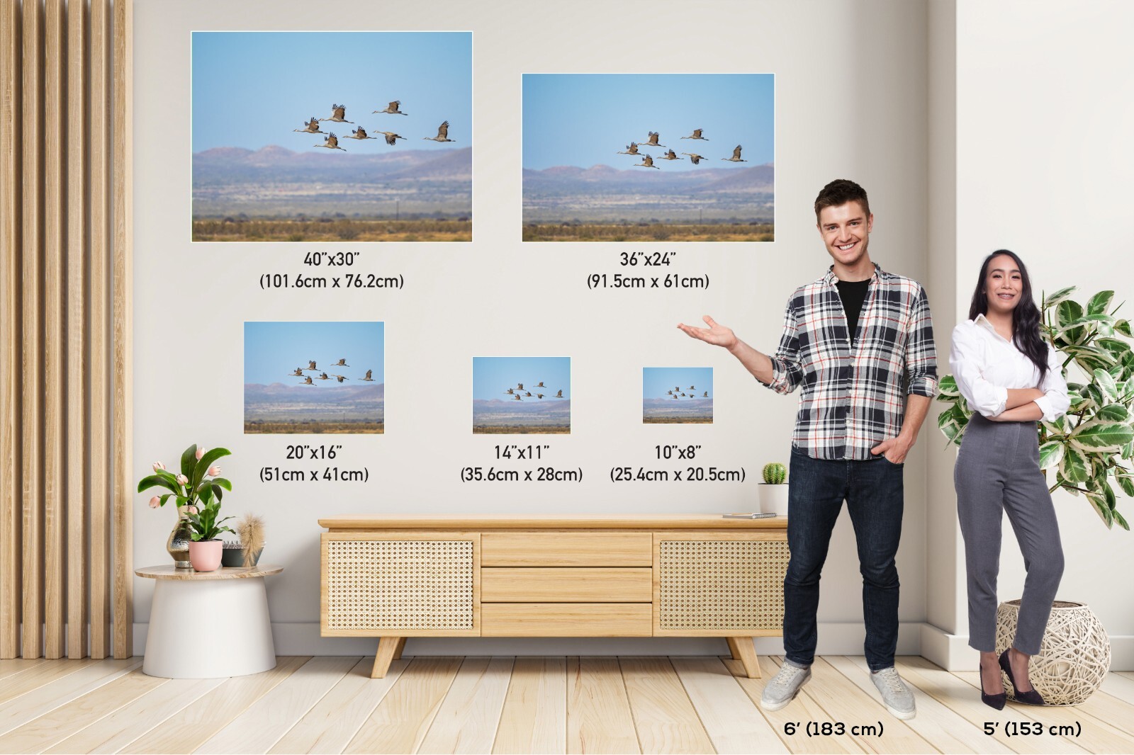 Dancing in the Sky: Sandhill Cranes in Flight Bird Watching Photography Wall Art