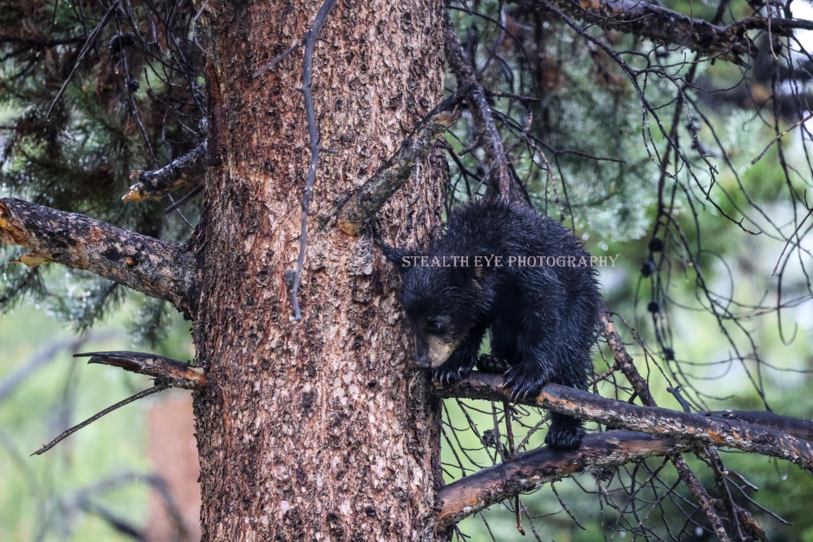 11x14in Lustre Print of Black Bear Cub Being Curious