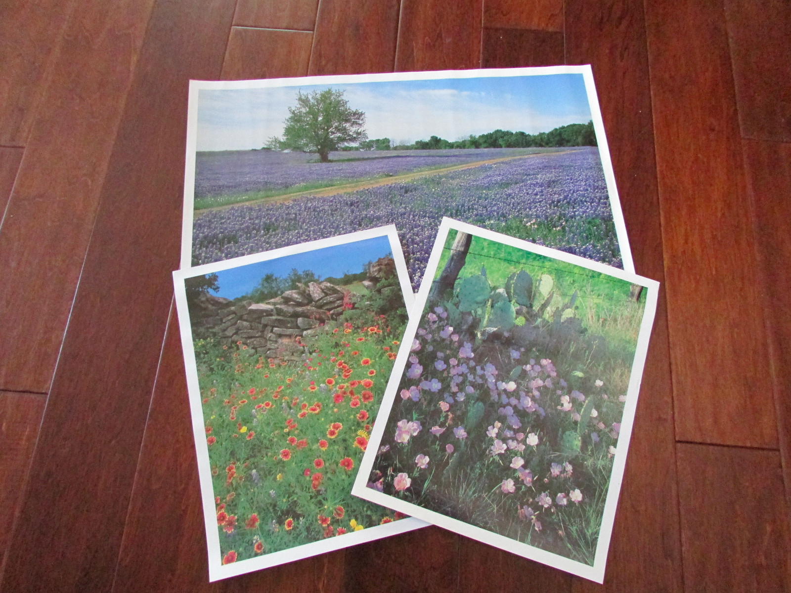 Set of 3 Photos Texas Highways Bluebonnets Buttercups Wildflowers Art Pictures