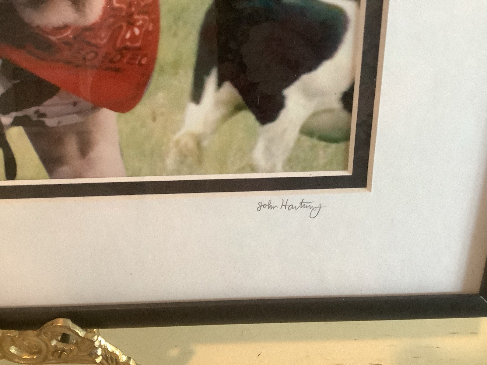 John Hartung “ Cow Dog” Bulldog In Holstein Pasture Photo Numbered 28/250 Signed