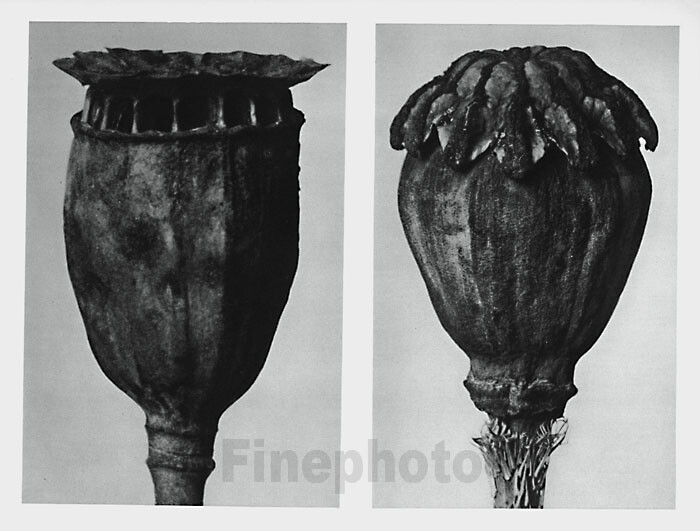 1929 Original Vintage KARL BLOSSFELDT Botanical Plant Flower Abstract Photo Art