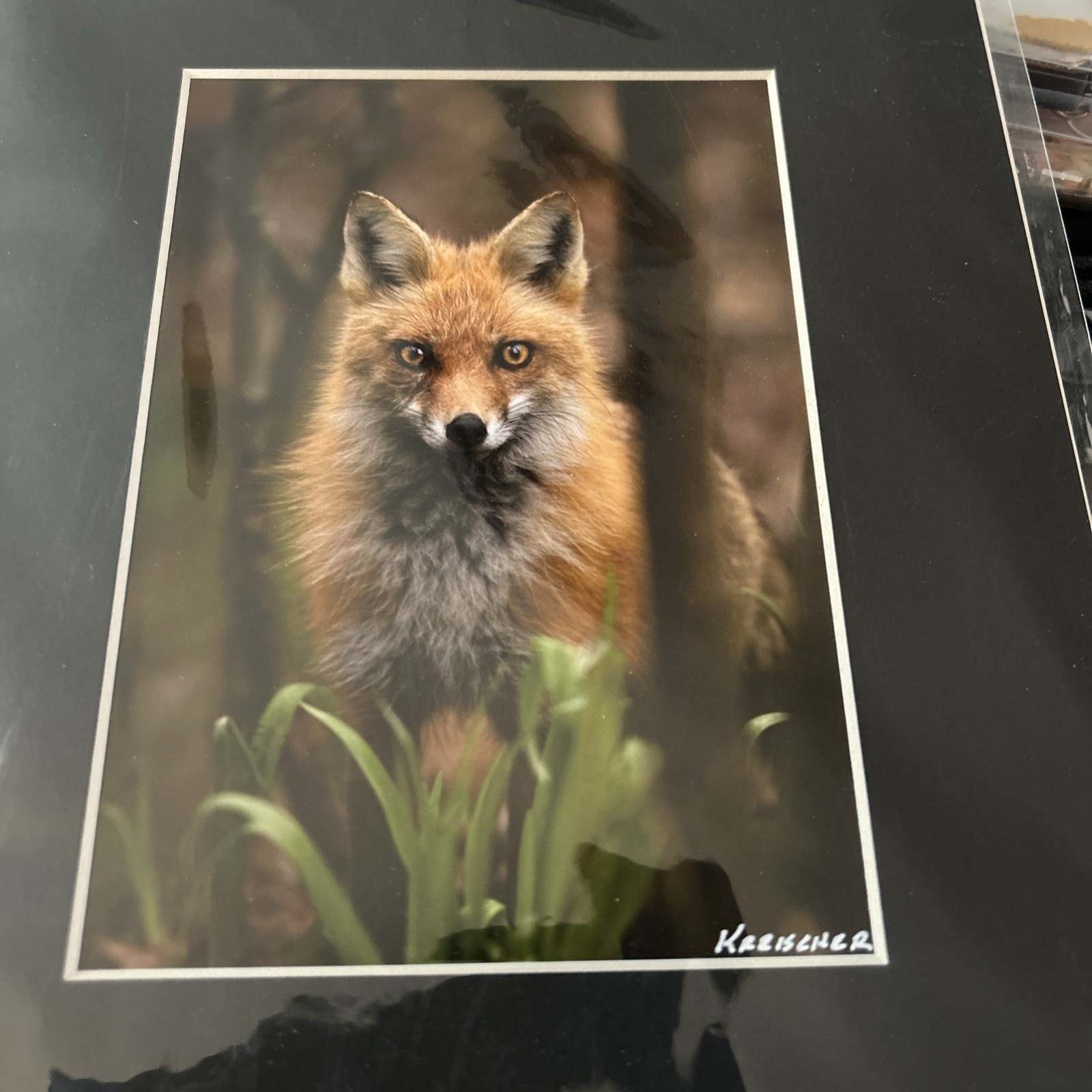 SIGNED 5X7 MATTED RED FOX IN THE FOREST WILDLIFE PHOTO