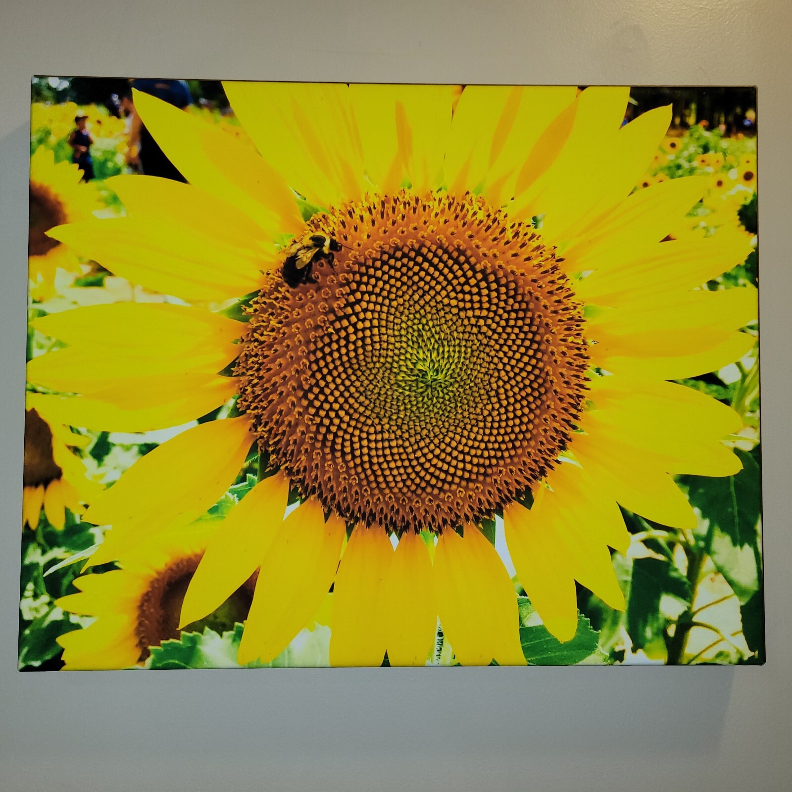 Canvas Photo My Bee-Loved Sunflower, 16×20 Ltd Ed. Signed Dix Park, Raleigh NC
