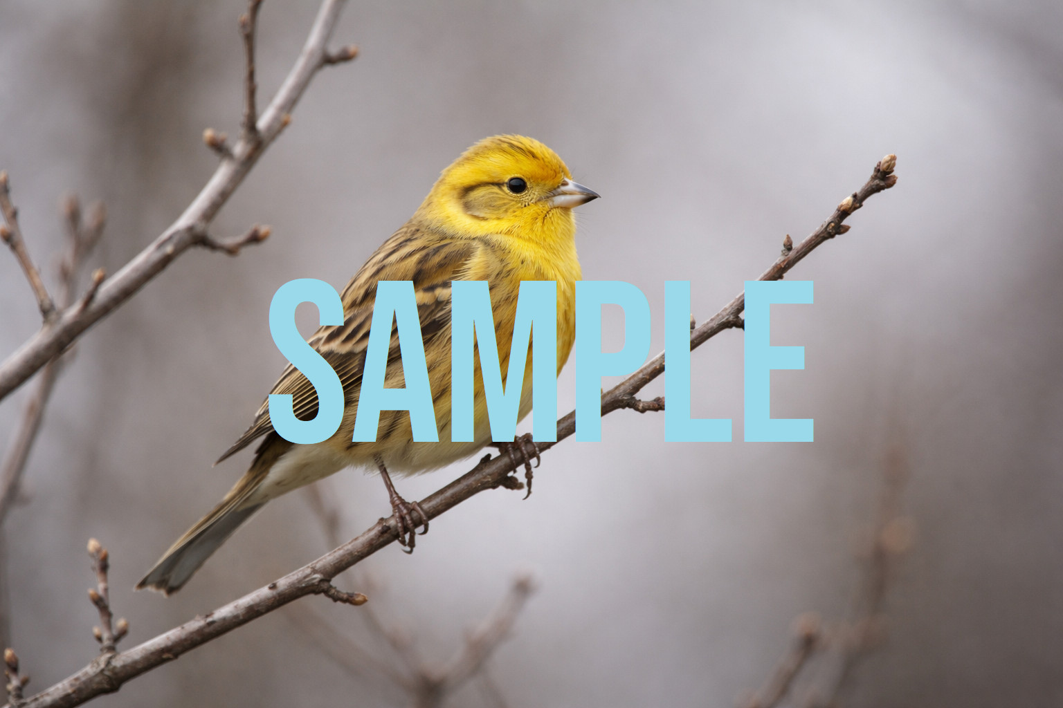 Bird Digital Download Art Photo Image Wallpaper Background Desktop Canary Finch