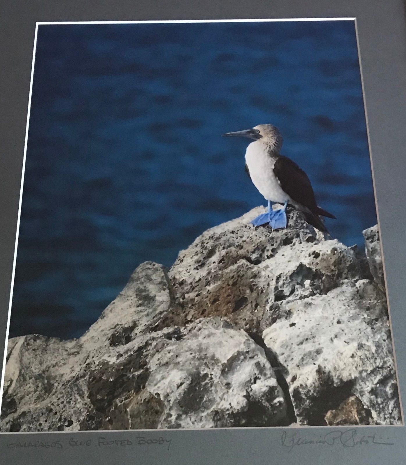 Professionally Framed & Matted: Galapagos Blue Footed Booby