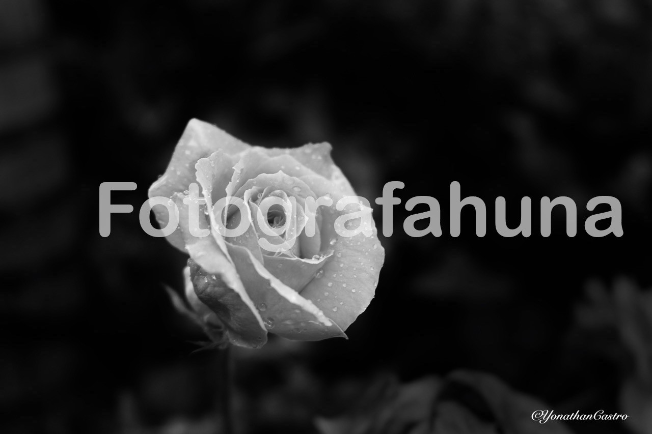 Black & White Rose Glossy Metal Matted Framed Photograph by Yonathan Castro