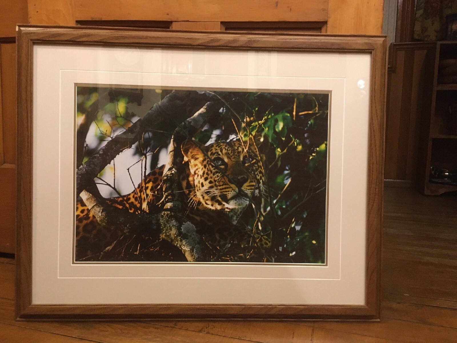 Signed Thomas D. Mangelsen Framed Photo The Waiting Game African Leopard