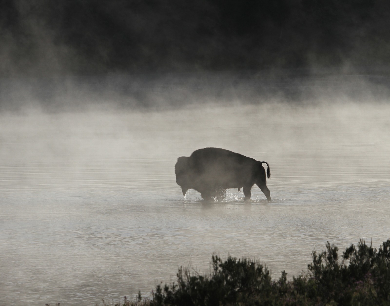 Bull Bison Buffalo Crossing Yellowstone River Photograph 11×14 Print 11″x14″