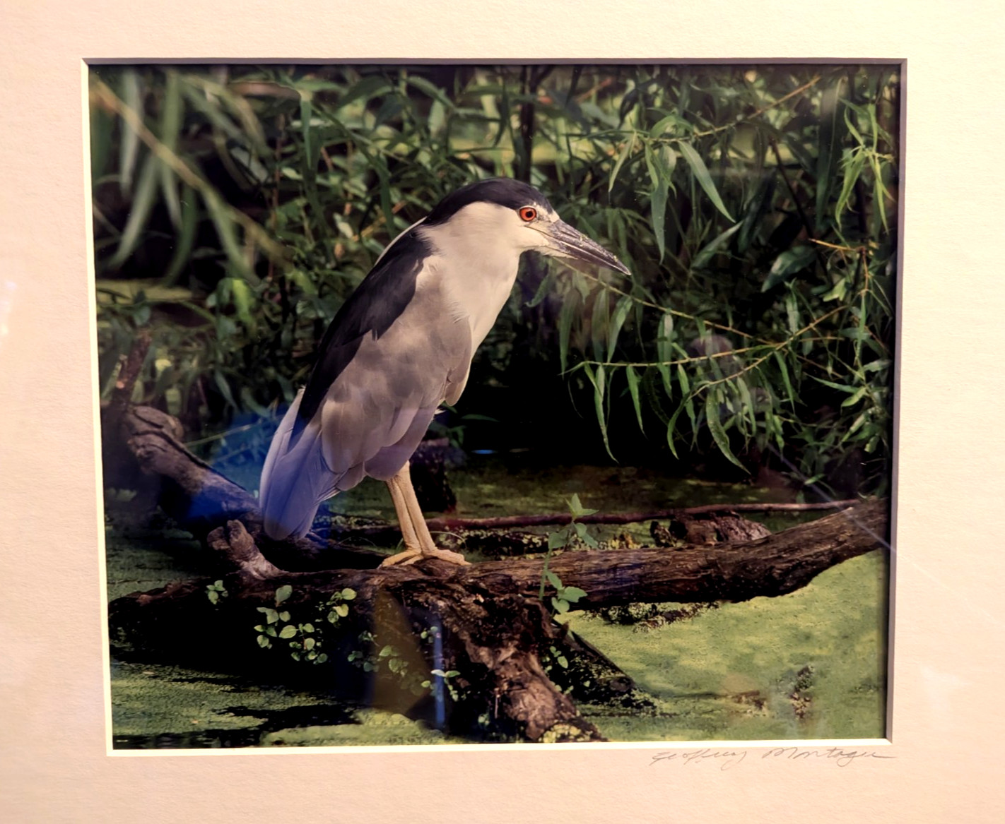 Gorgeous Wildlife Photograph Crane Pro Framed Jeffery Montagu Signed 20″ X 16″