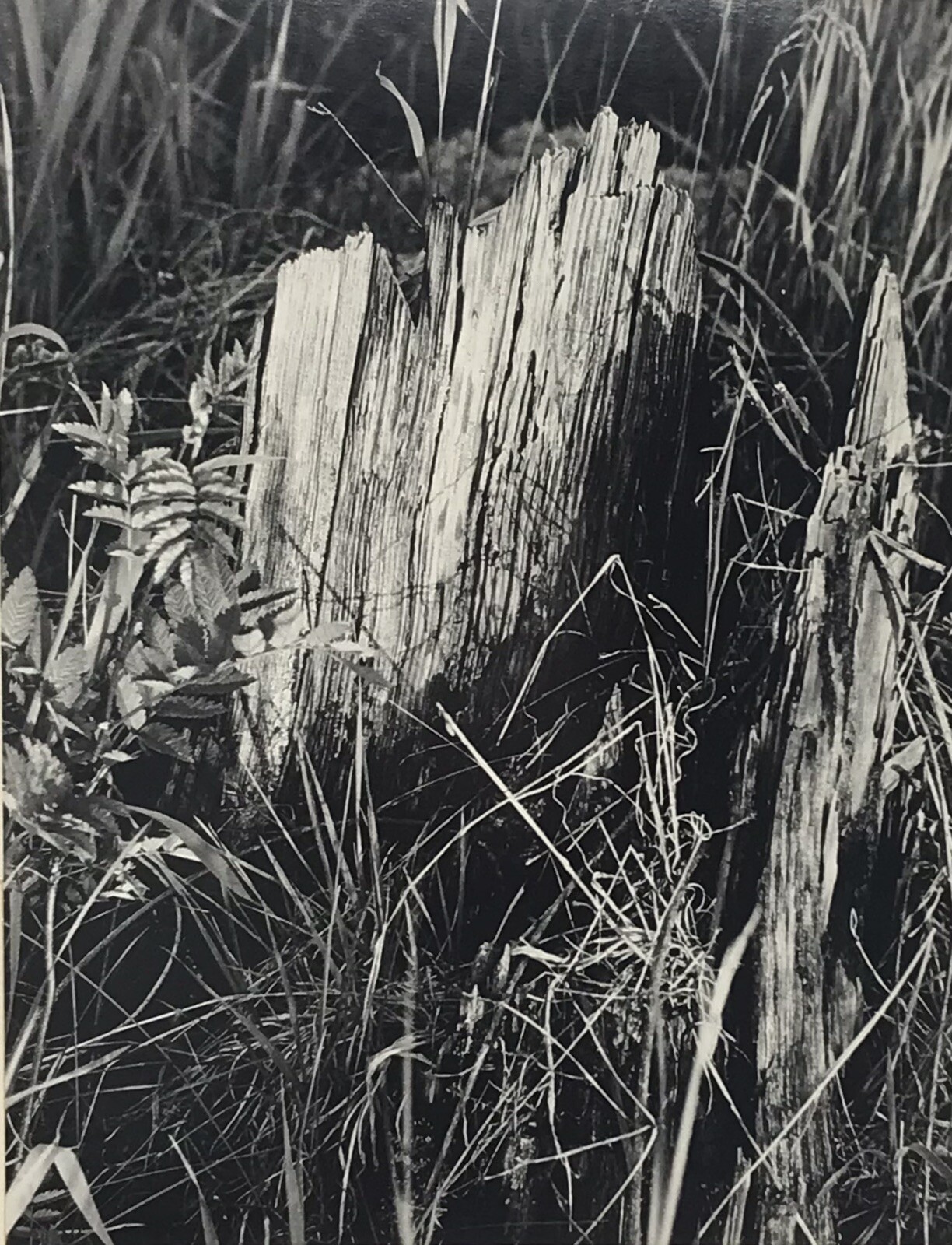Vintage Matted Black & White Photography Nature 15” x 20” Pacific NW Photo Art