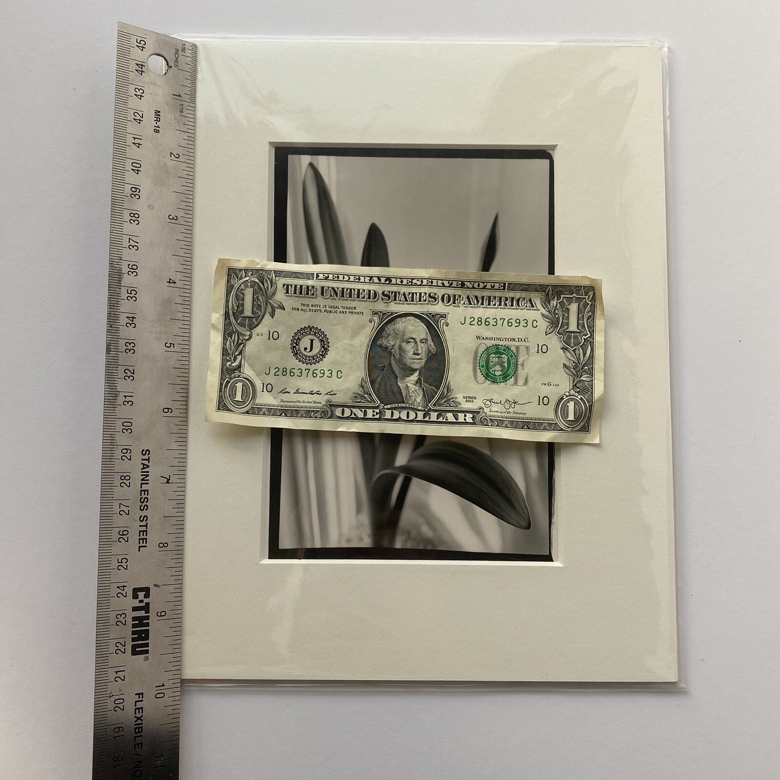 Black & White Floral Linear Contrast Sunlight Still Life Matted Print 8″x10″