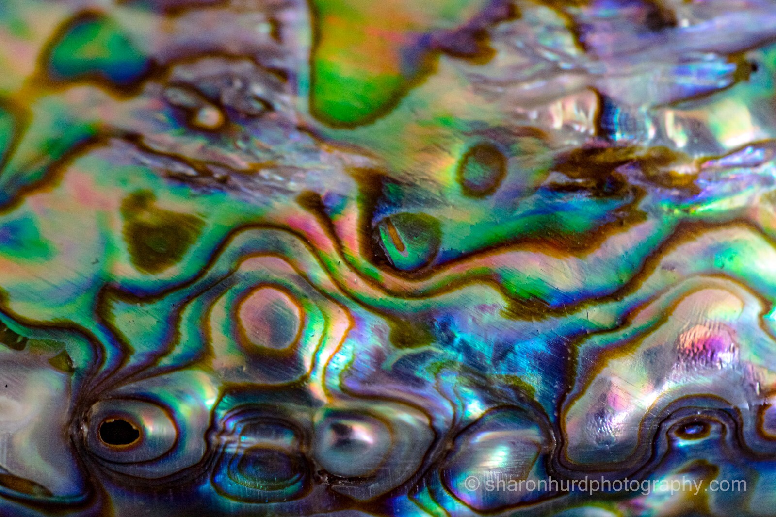 Abalone – Photography print photo nature wall decor