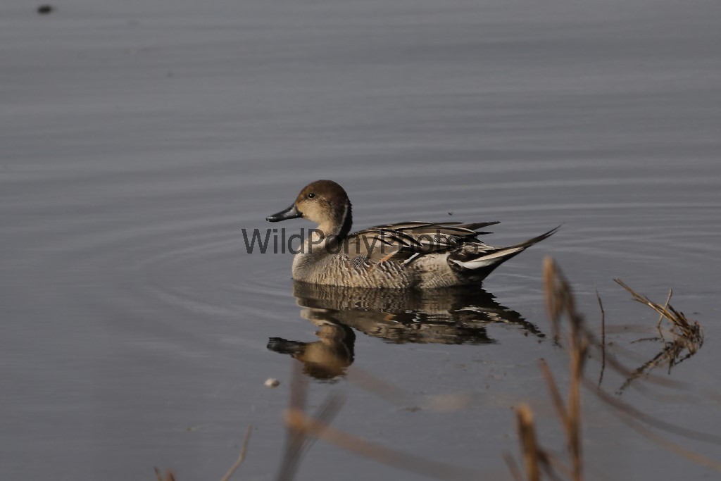 Pintails Photo 1, Pick One Image – Various Sizes