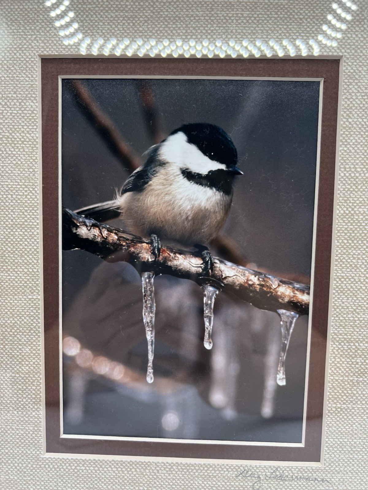 Chickadee On A Branch Original Photography Wooden Framed Signed Greg Ledermann