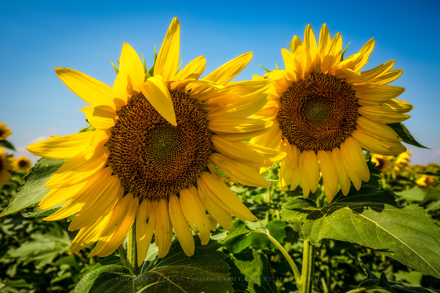 Country Photography Print – Picture of Two Sunflowers in a Field in Kansas