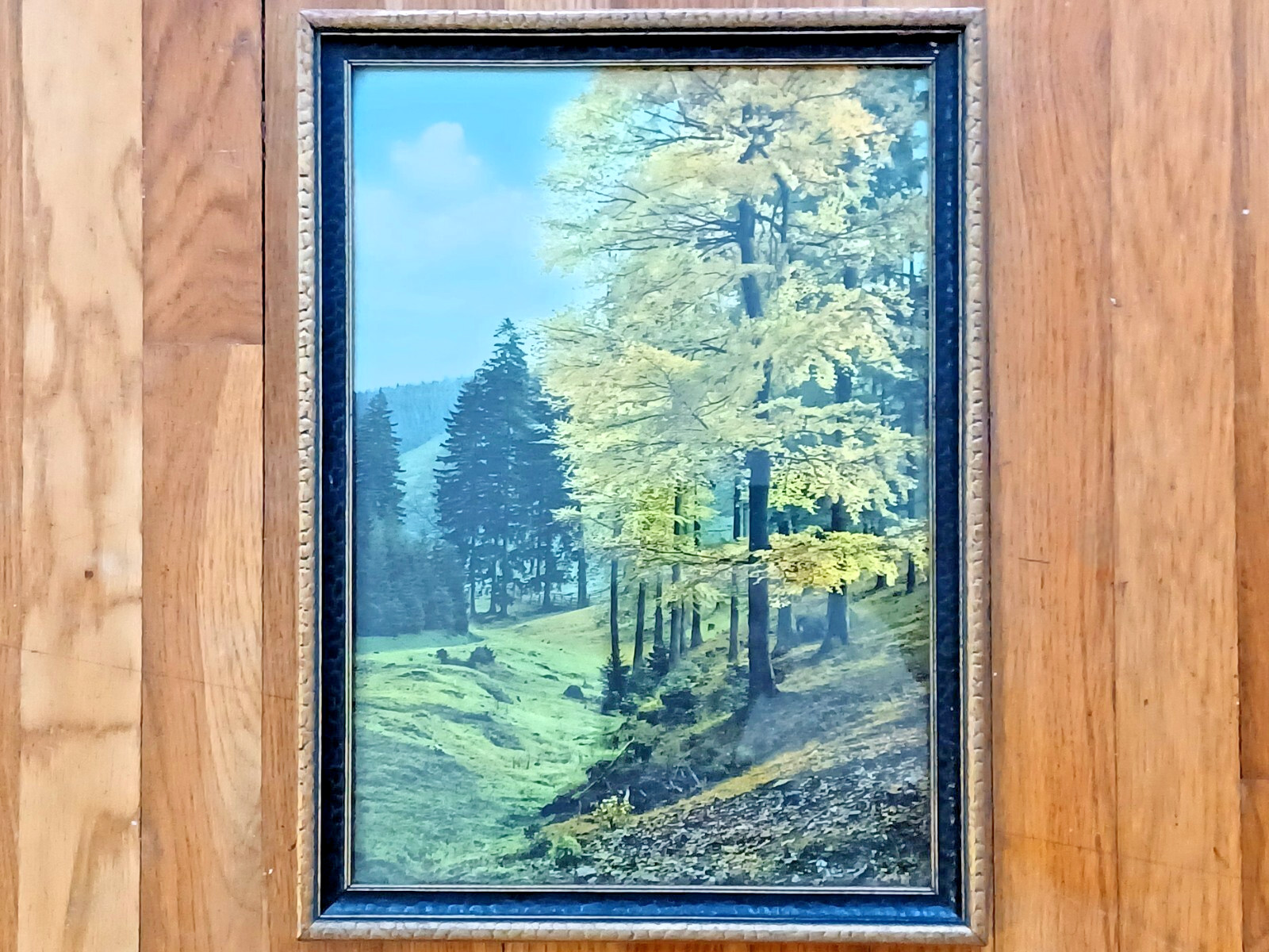 Mountain Forest Photo Scene, Photographer/Location Unk, 12-1/2″x17″ Framed