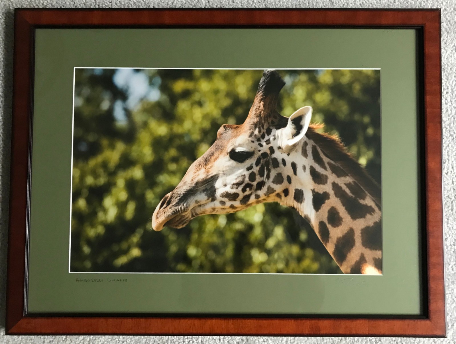 Professionally Framed & Matted: Amboselli National Park Giraffe