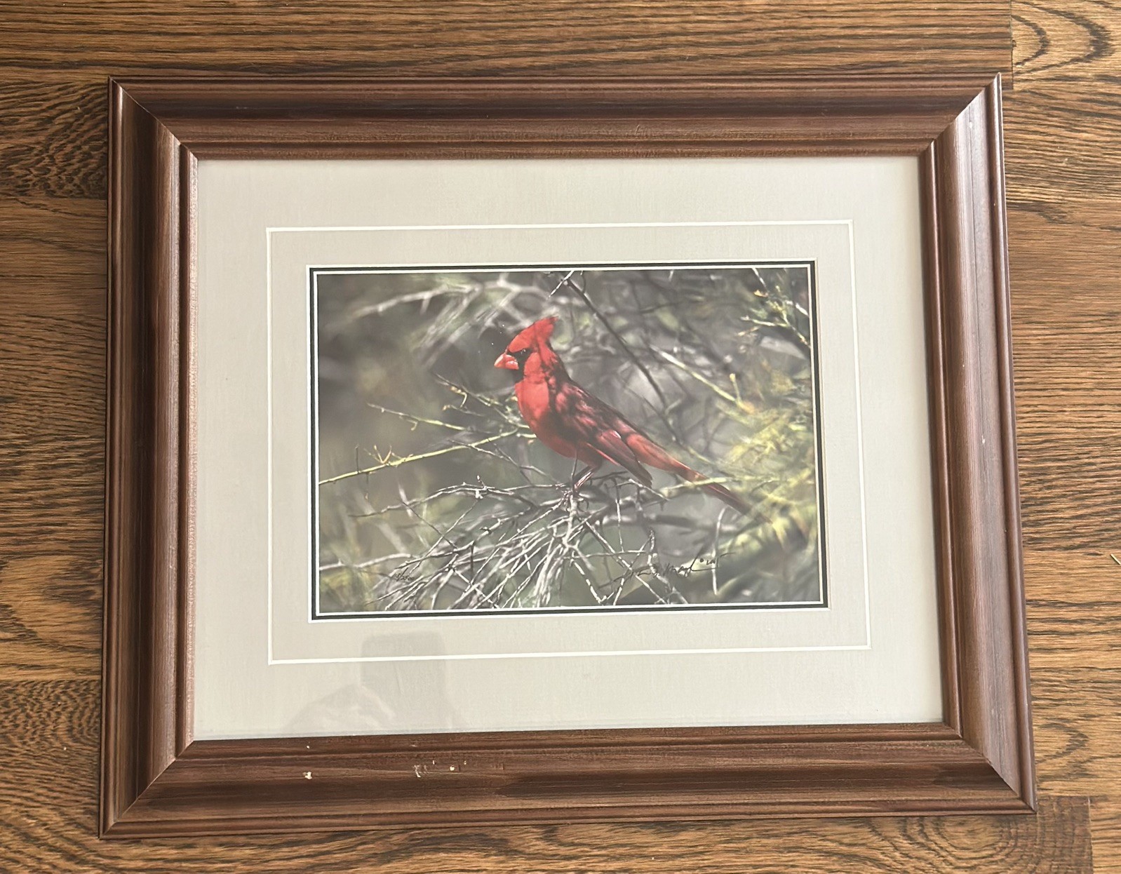 Thomas D. Mangelsen “Ruby of the Palo Verde” Limited Edition Cardinal Photograph