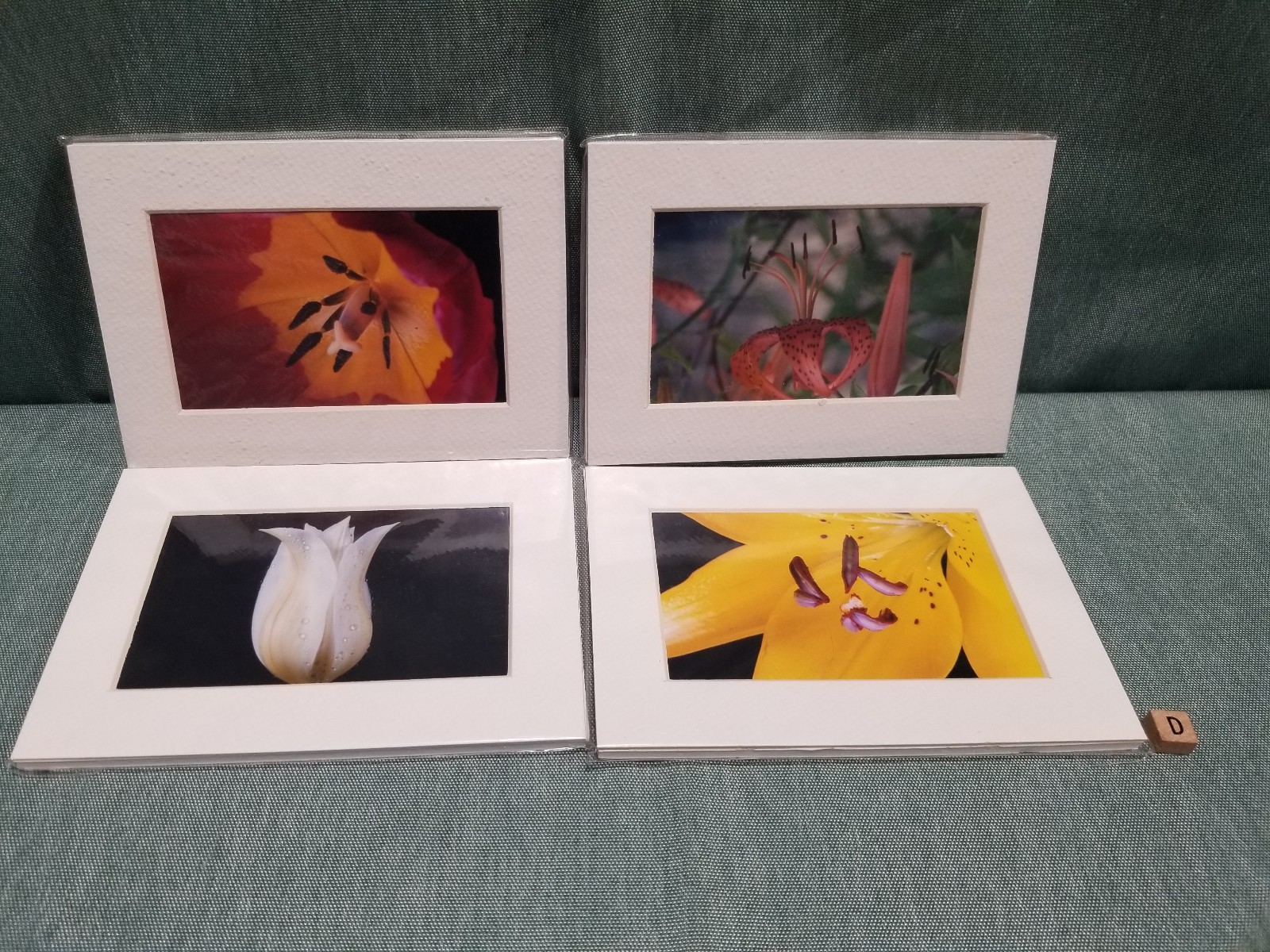 New Lot of 4 Matted 5×7 Photo Fine Art Print Floral flower Tulip White Red