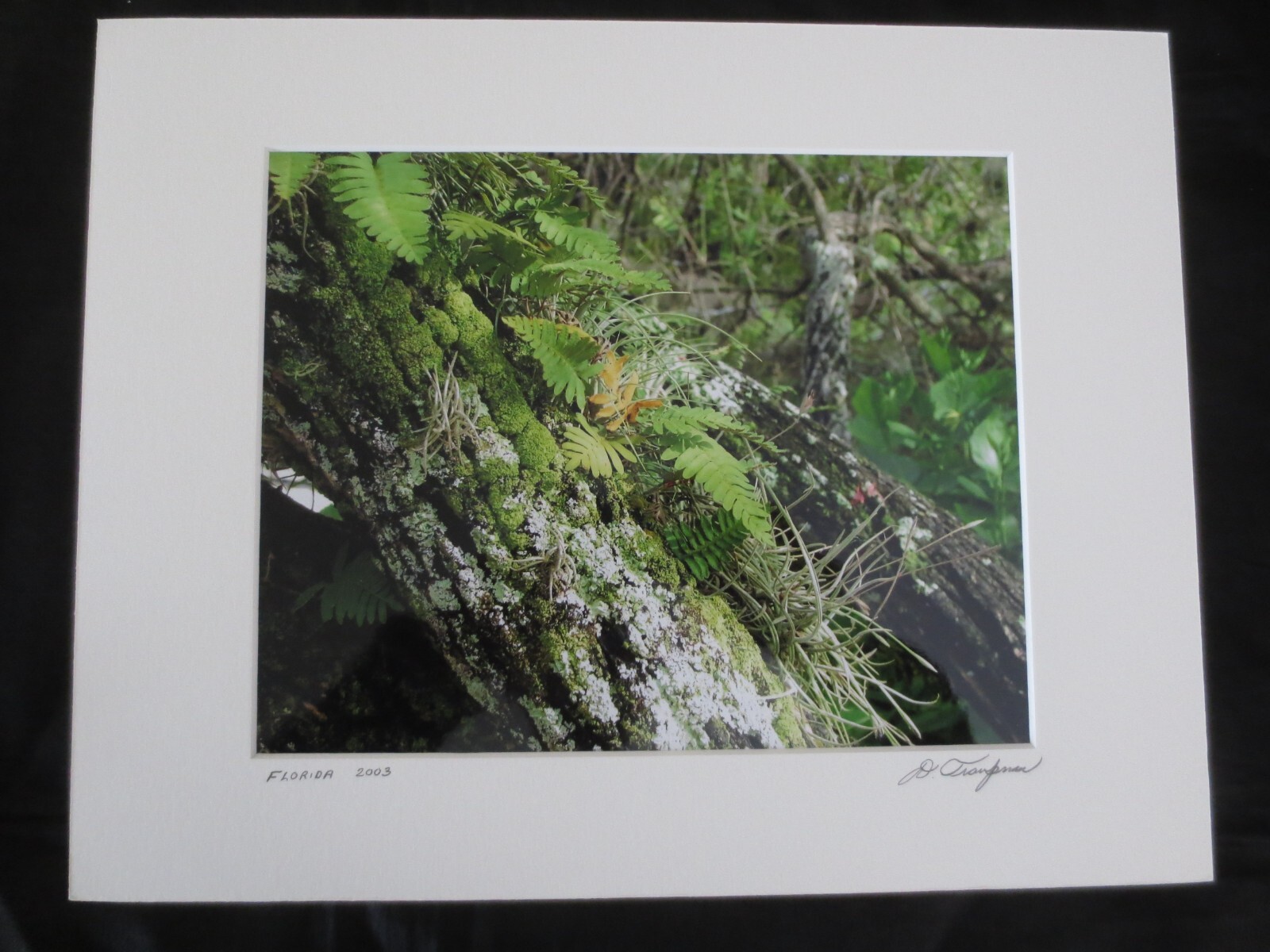 Frameable, Matted Dale Traupman FLORIDA 2003 PHOTO Print–9-1/2″ x 7-1/2″ Design