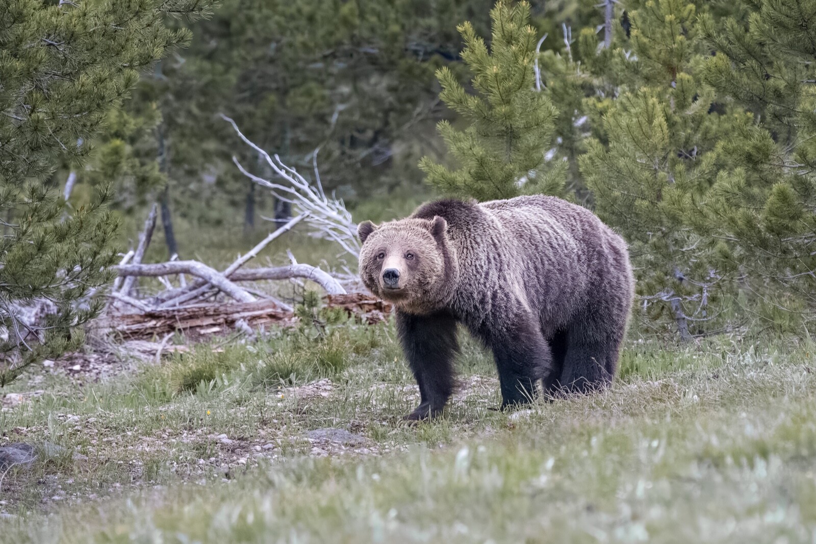 “Blondie” Grand Teton Nat’l Park 2022 (16 x 20″ Metal Photo Print)
