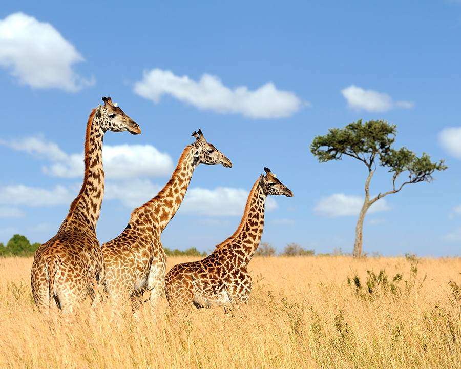 Three Giraffes Photograph Print 11″x14″