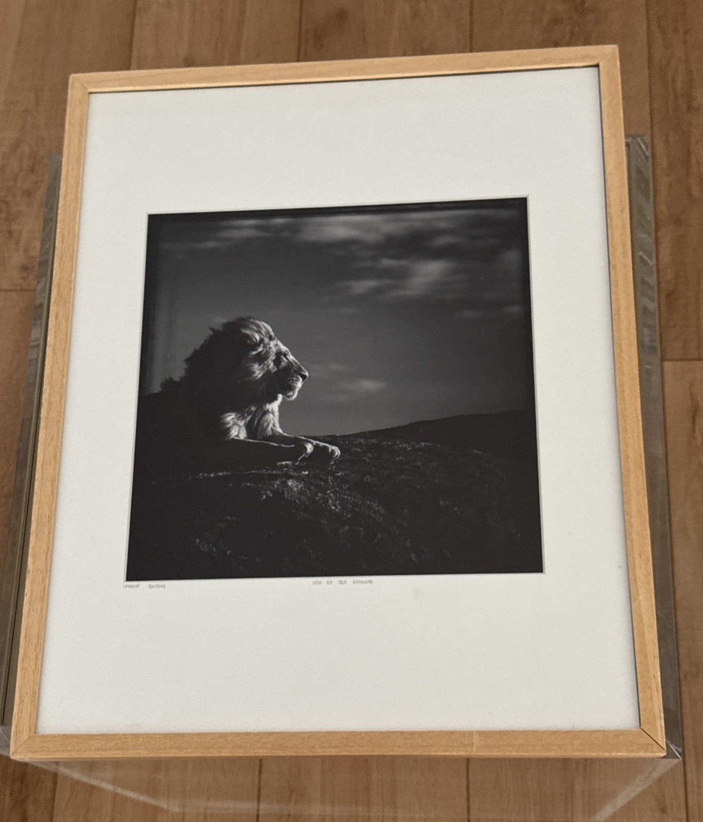 Original Artist framed Print Photo Signed Laurent Bahuex Lion En Son Royaume