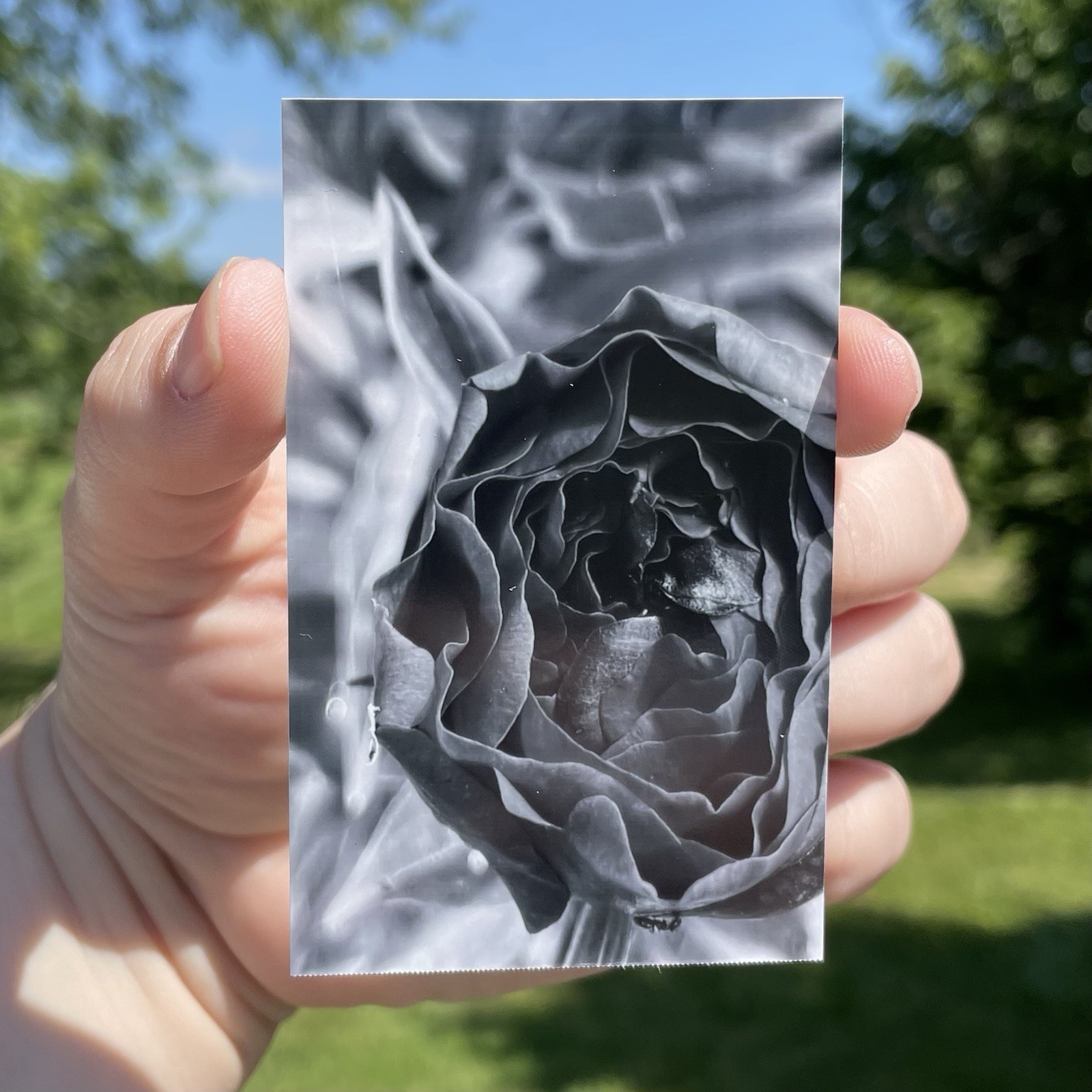 “Spring Folds” Miniature Photography Signed Art Photo Print