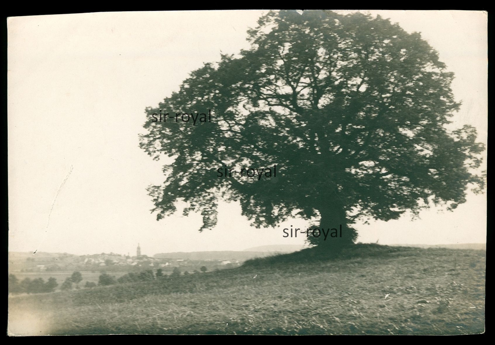 Muschenheim 1924 – The Muschenheimer Linde – 1920s – Photo 14x10cm