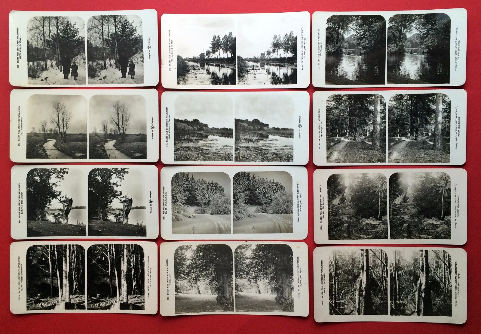 12 Vintage Stereo Photo Circa 1905 Pictures from German Forests Forest Types (F14810