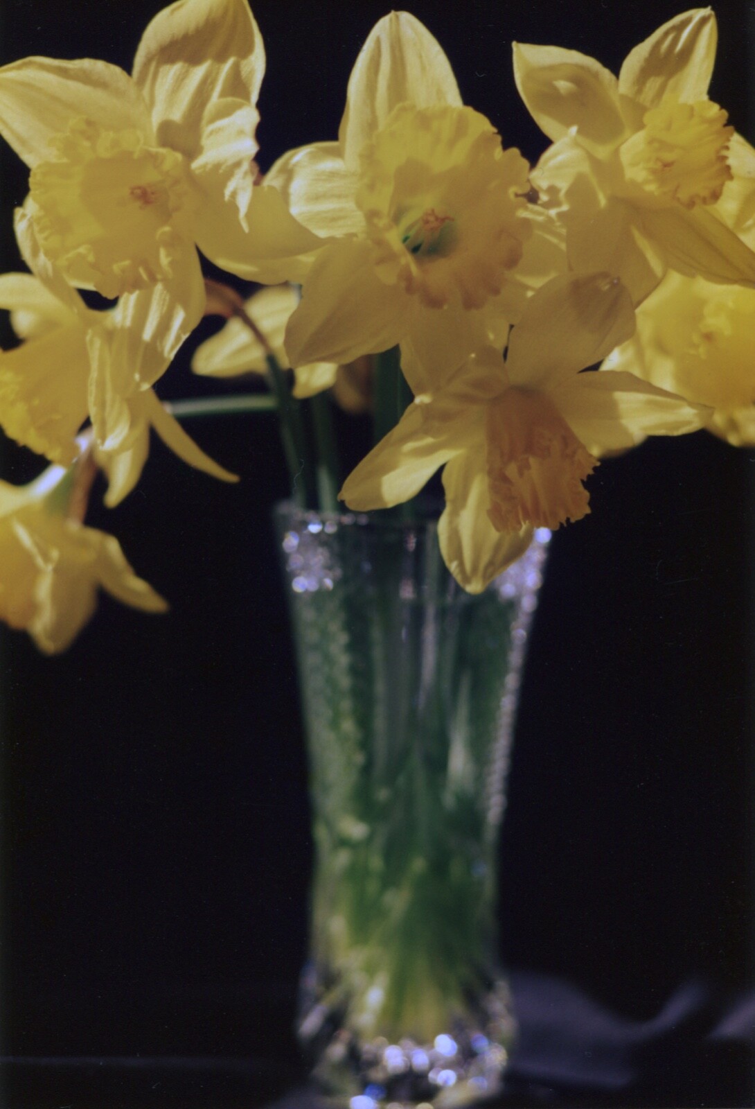 Vintage 1994 color print Daffodil flowers in crystal vase by Sutherland