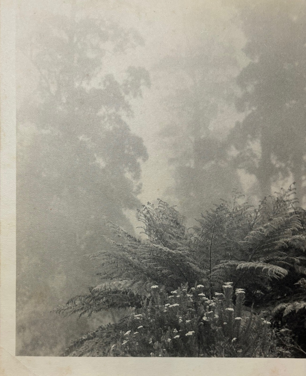 Rare JOHN B EATON ‘Ferns in Misty Landscape’ AUSTRALIA PICTORIALIST Signed PHOTO