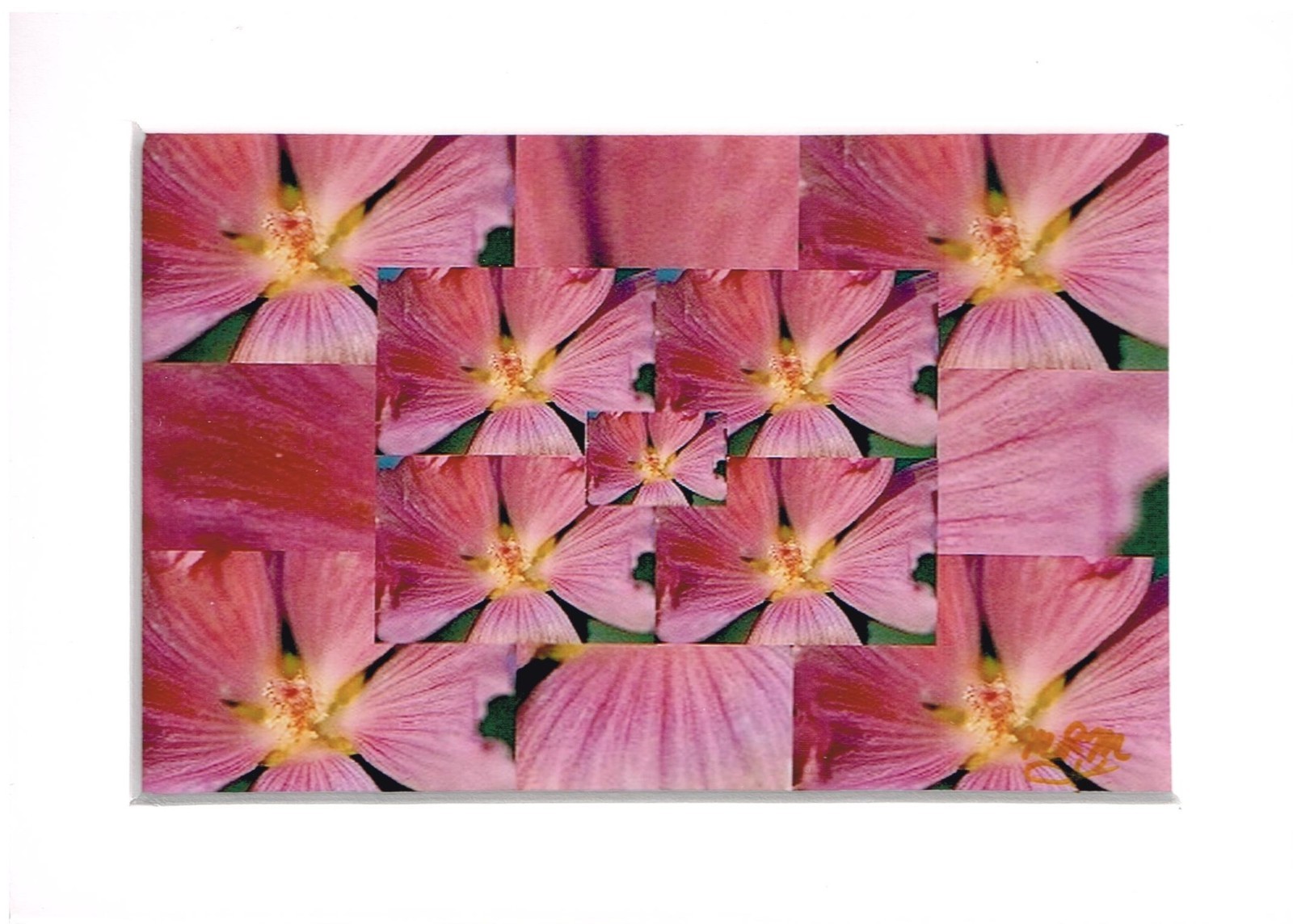 Mallow Kaleidoscope, 4×6 Abstract Floral Photo, Unframed 5×7 White Matted Print