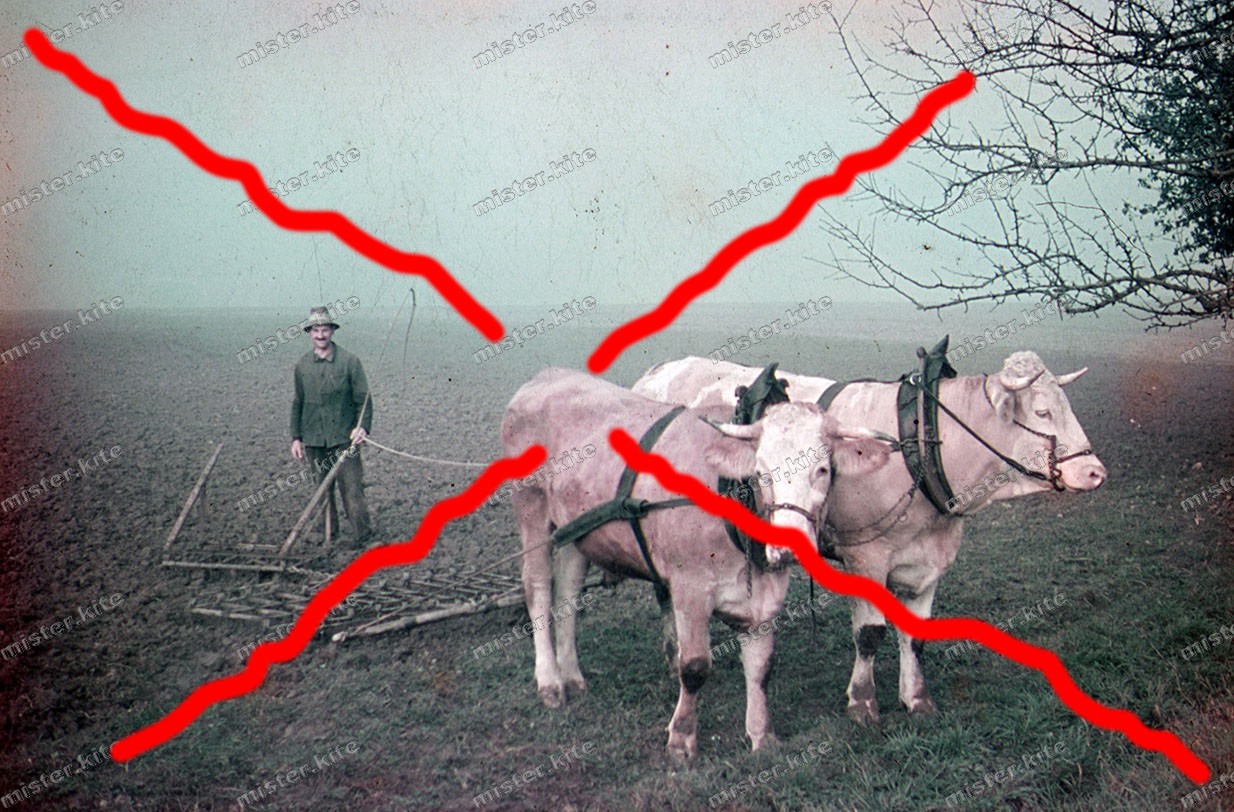 Agfacolor-color slide-Berkheim-ox team-agriculture-Upper Swabia-around 1940-80