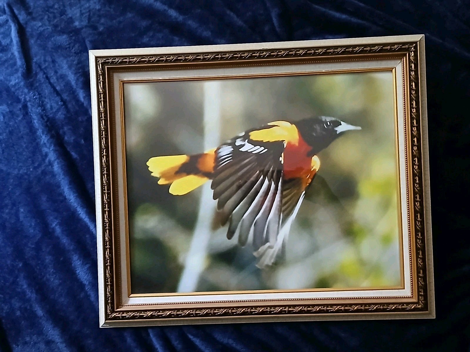 Magnificent Flying Bird Portraits. One Of A Kind Anywhere In The World.
