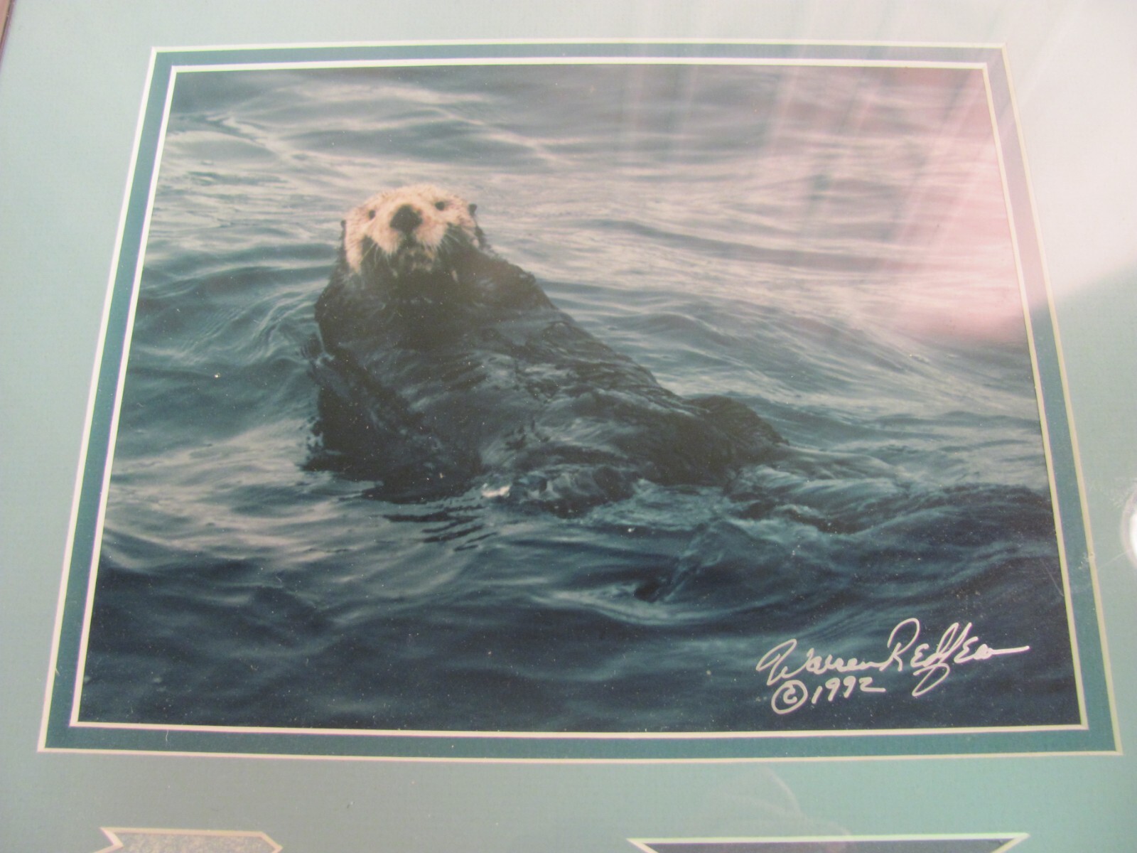 Warren Redfean Signed Photo of Sea Otter Professionally Framed 1992