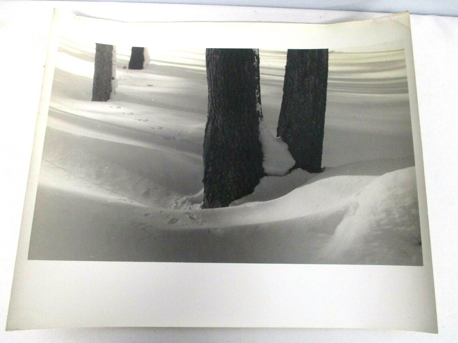 L WHITNEY STANDISH PHOTOGRAPH of TREES w ANIMAL TRACKS IN SNOW VINTAGE ORIGINAL