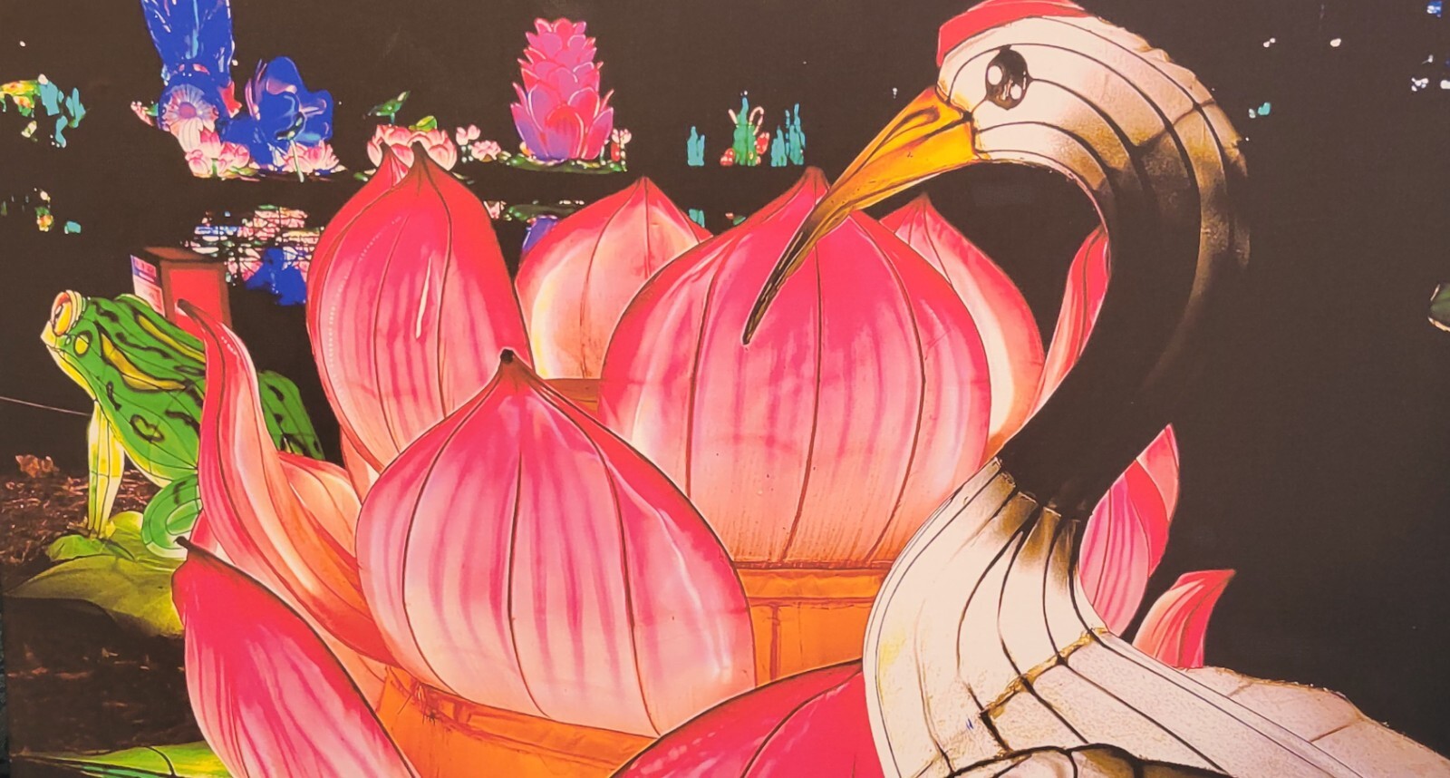 Crane & Lotus Flower Chinese Lantern Festival, 16×20 Canvas Photo Signed Ltd