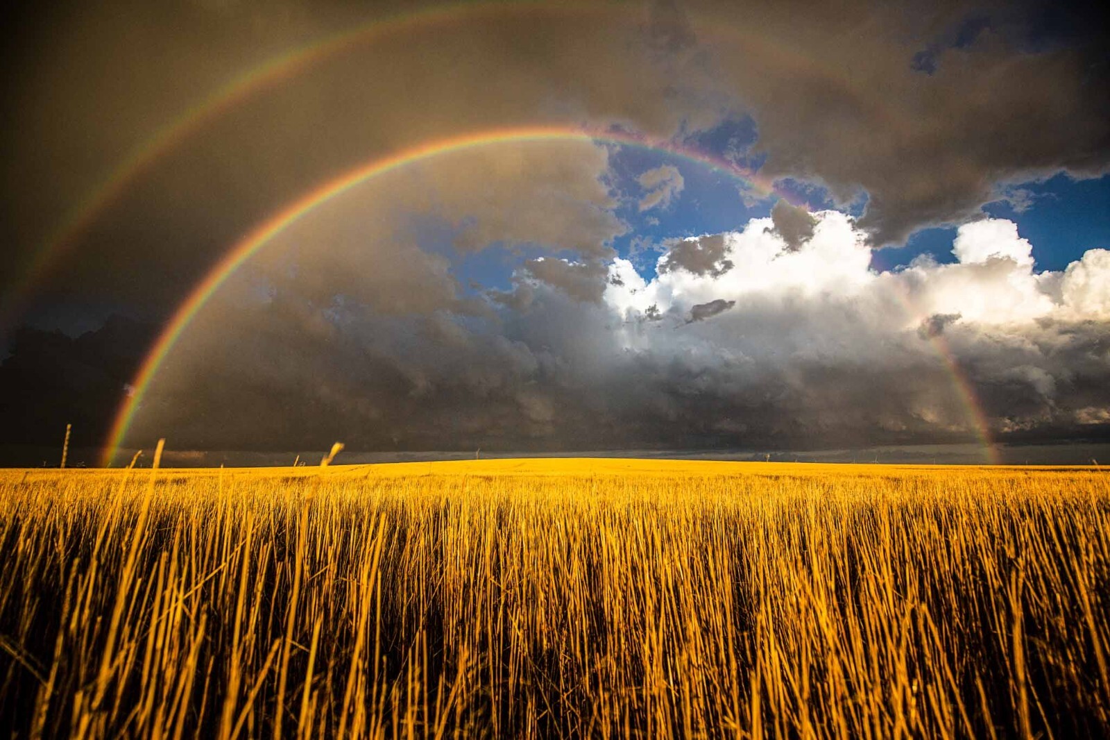 Great Plains Photography Print – Double Rainbow Over Wheat Field in Kansas