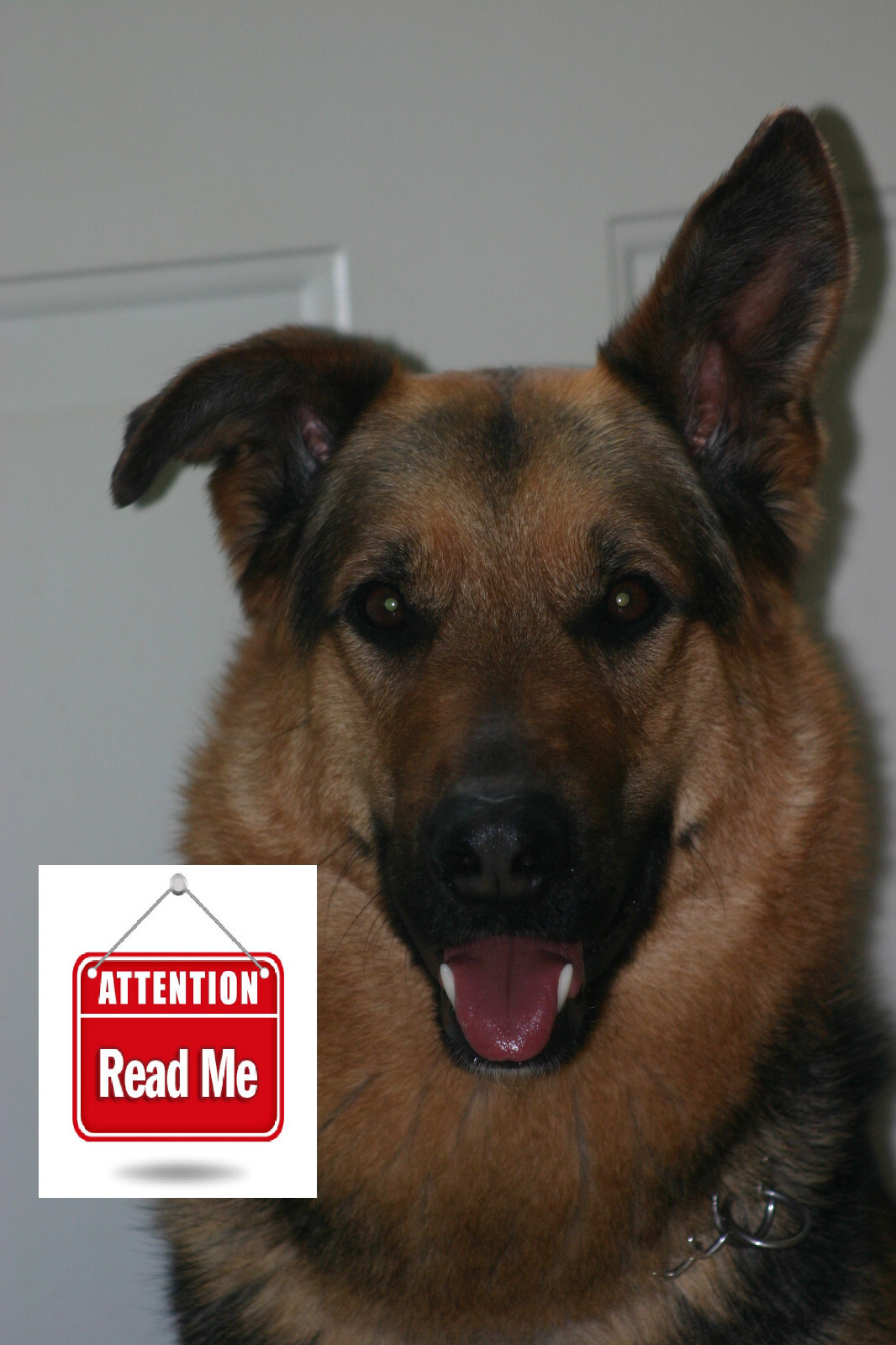 Digital Photo file Great DOG GERMAN SHEPHERD BIG MALE virtual postcard jpeg
