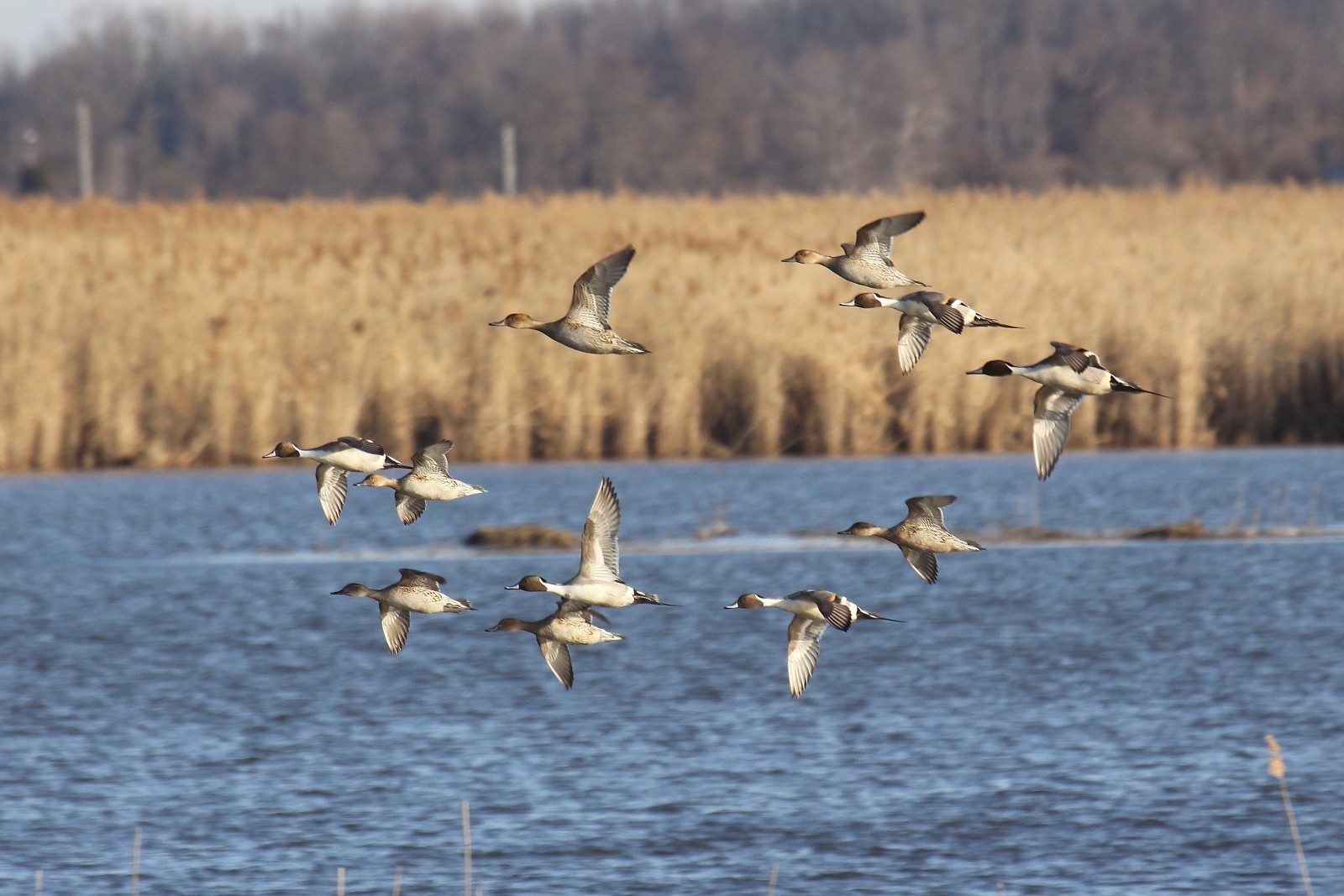 Pintails Photo 1, Pick One Image – Various Sizes