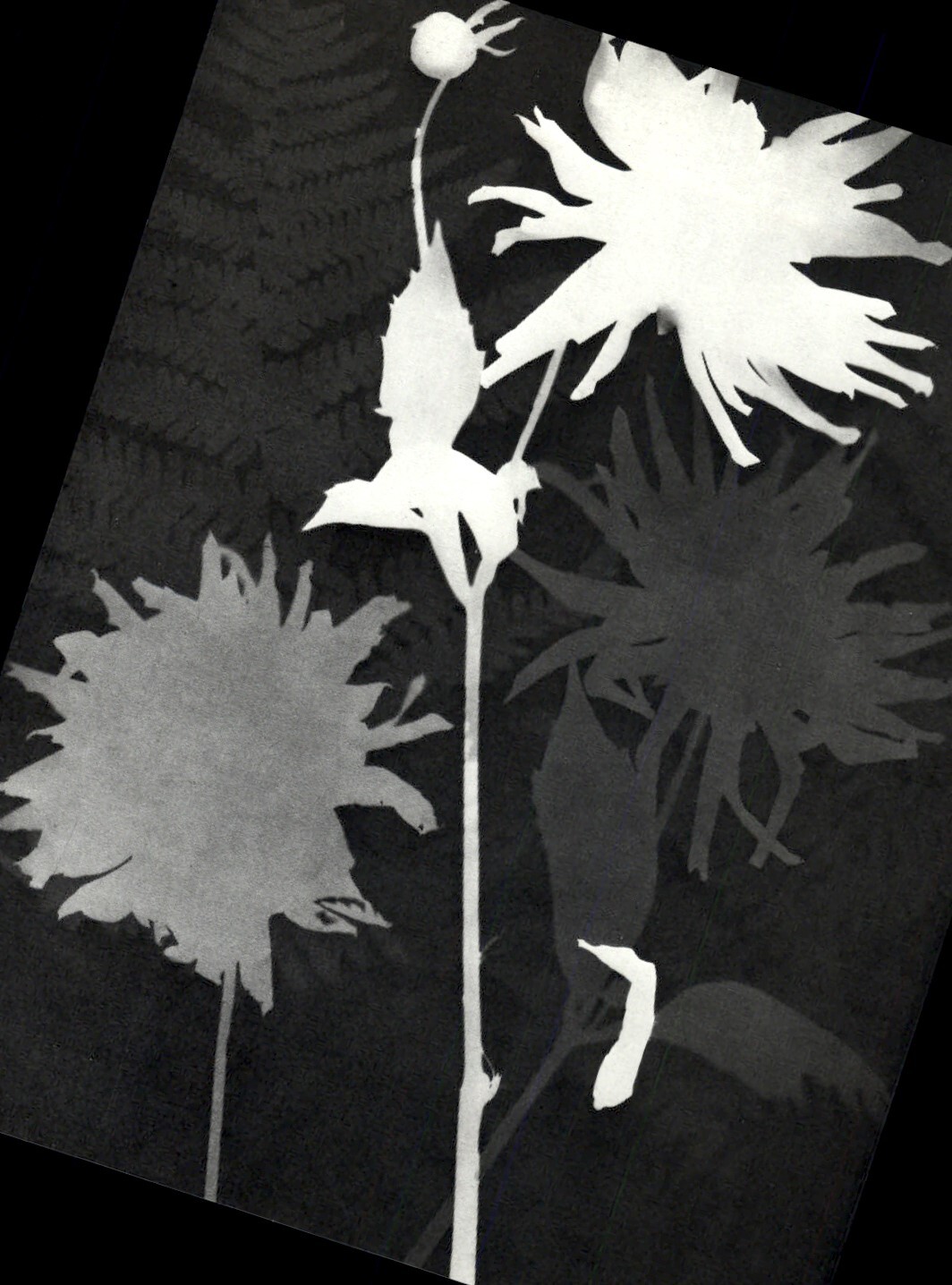 1975 Man Ray Rayograph Flowers Photogram Art Photo Gravure