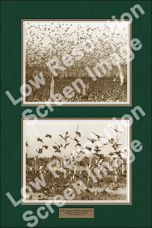 24×36″ Claypool Ducks Wild Acres Reservior Print (Sepia Version)
