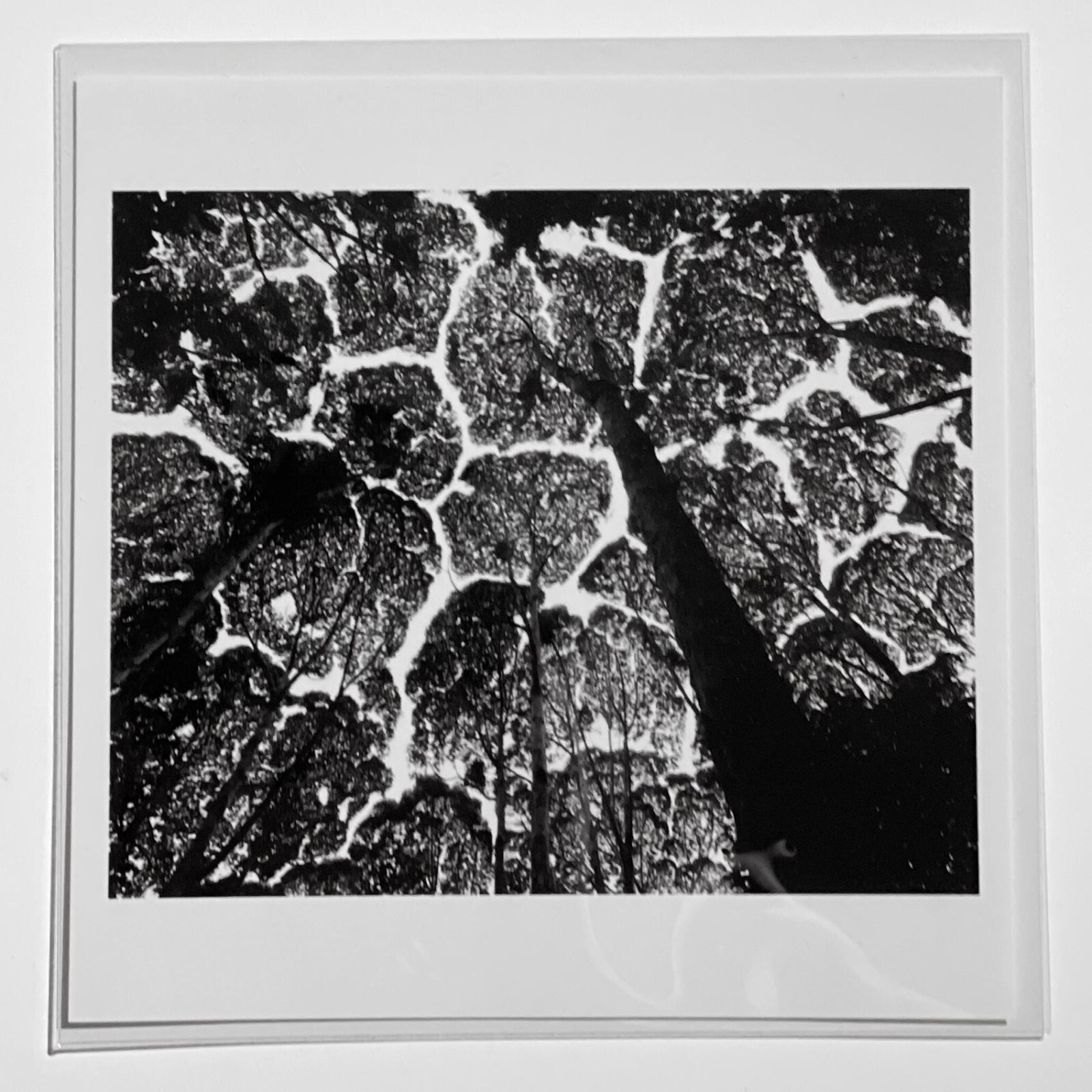 SIGNED Stuart Franklin Photo – Kepong Forest, 1996 – Magnum Square Print 6×6″