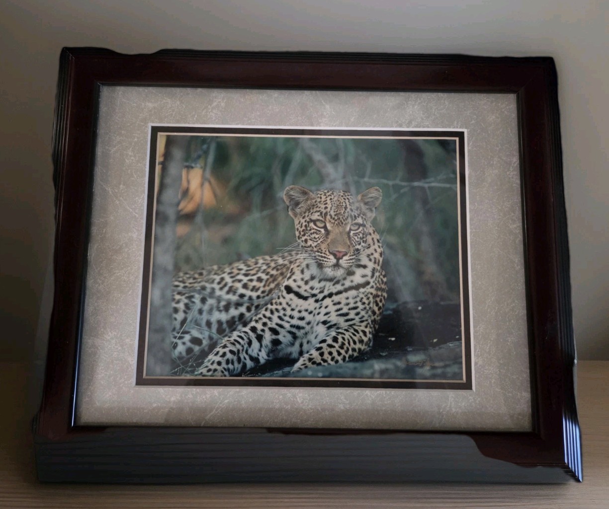 Millcreek Wildlife Reflections Signed James T Jones Photograph STUNNING LEOPARD