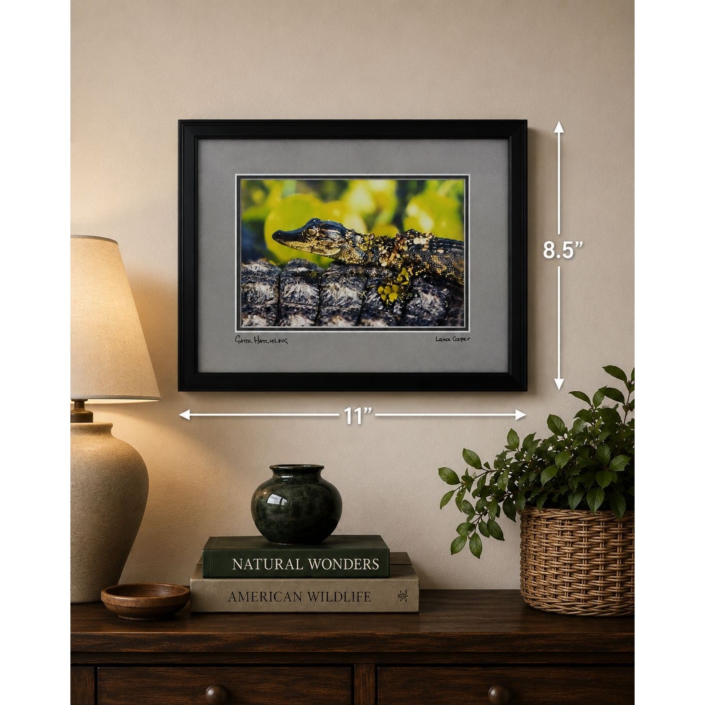 Lance Cooper “Gator Hatchling” Framed Wildlife Photo Print Signed 11″ x 8.5″