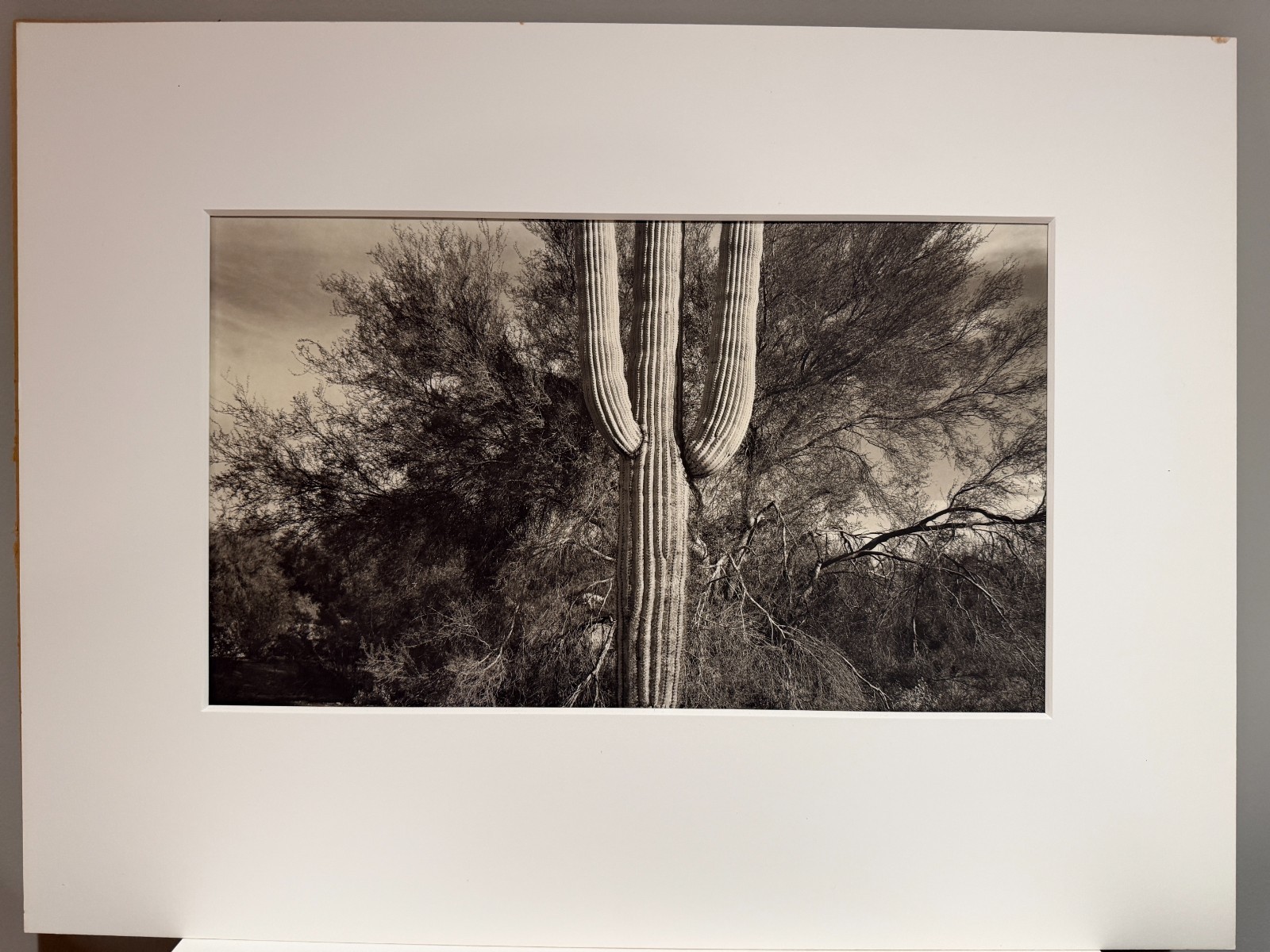 Dick Arentz, Saguaro Cactus and Palo Verde, 1984, Palladium / Platinum Print