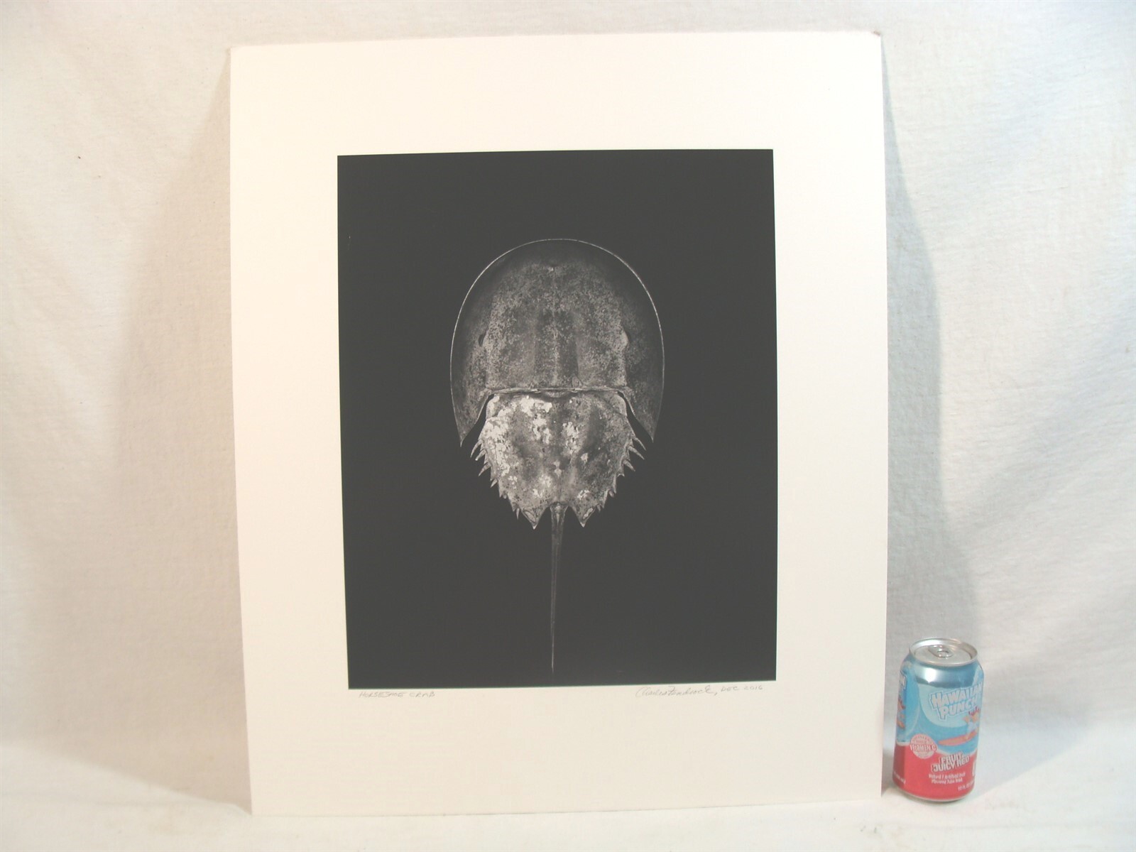 Original 2016 Charles Fendrock Horseshoe Crab Photograph